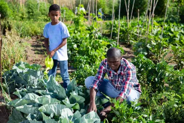 From Gears to Gardens: Changing Our Perceptions of M&E System Design for Greater Impact