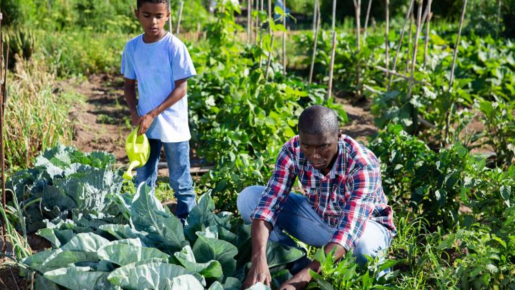 From Gears to Gardens: Changing Our Perceptions of M&E System Design for Greater Impact